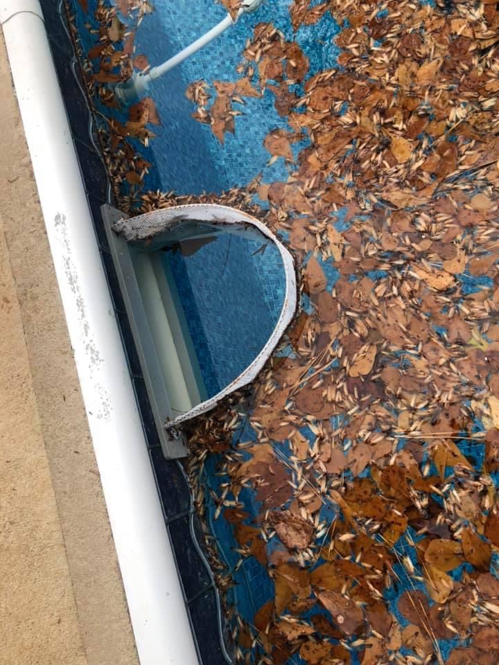 Skimmer Shield in pool skimmer opening blocking leaves